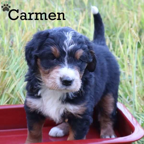 Carman, Bernedoodle Puppy